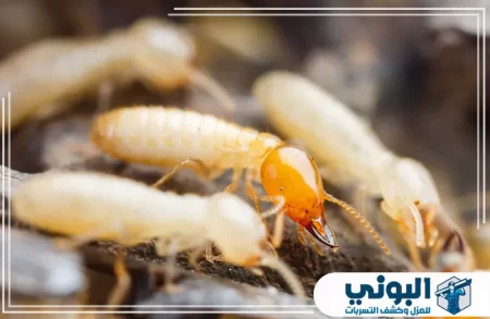 شركة مكافحة النمل الأبيض بالدمام