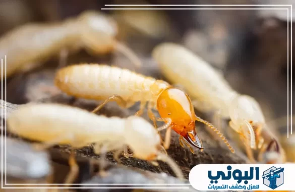 شركة مكافحة النمل الأبيض بالدمام