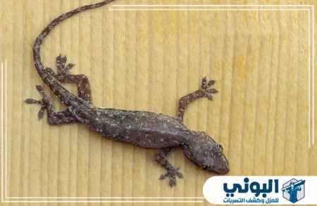 شركة مكافحة الوزغ بالرياض