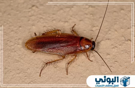 شركة مكافحة الصراصير بالرياض