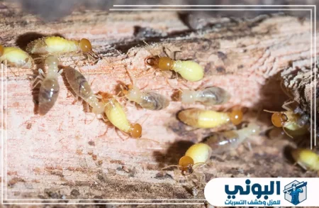 شركة مكافحة النمل الابيض بالقصيم