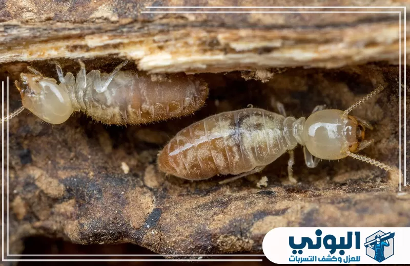 نمل أبيض داخل تجويف خشبي متآكل يوضح الإصابة المختبئة داخل الخشب بالدمام