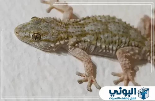 افضل شركة مكافحة الوزغ بالرياض 0500805875 شركة البوني شركة البوني تقدم خدمات مكافحة الوزغ داخل المنازل بالرياض مع معالجة دقيقة لجميع أماكن الاختباء