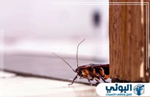 افضل شركة مكافحة الصراصير بالرياض 0500805875 شركة البوني صور توضح أعمال شركة البوني في مكافحة الصراصير بالرياض باستخدام مواد آمنة وفعالة داخل المنازل