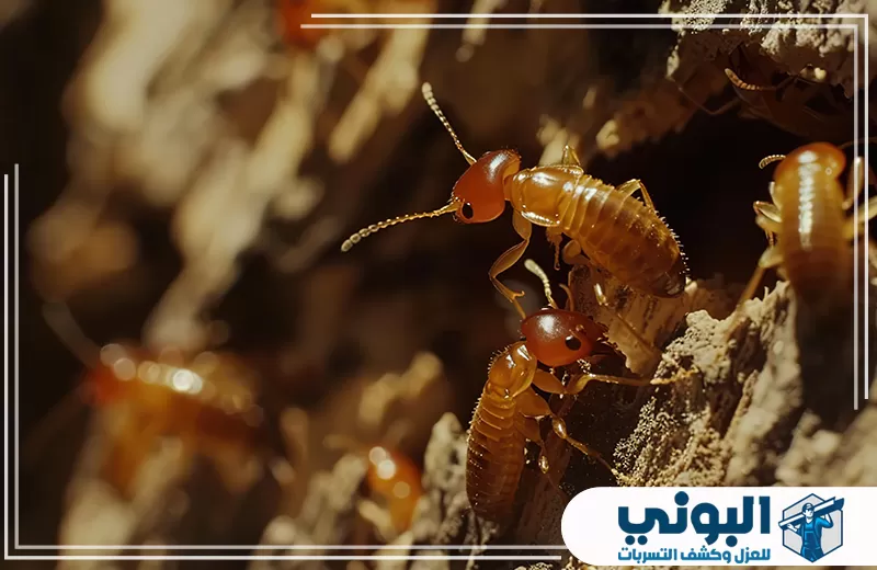 نمل أبيض يخرج من فجوة خشبية توضح من أين يأتي النمل الأبيض في البيت