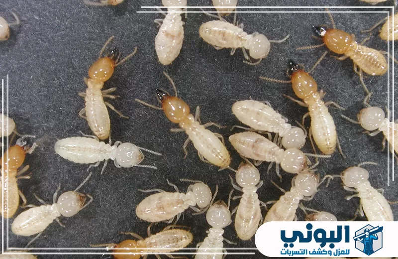 تجمع كثيف للنمل الأبيض يضم أفرادًا بأحجام وألوان مختلفة على سطح داكن