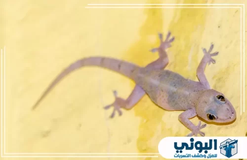 مكافحة البرص بالمنزل بالرياض 0500805875 شركة البوني فريق شركة البوني أثناء تنفيذ مكافحة الوزغ داخل الشقق باستخدام حلول موجهة للمناطق المصابة