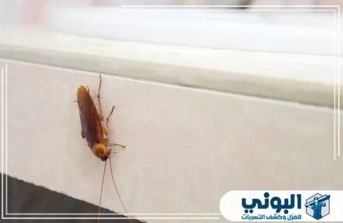 مكافحة صراصير المطبخ بالرياض 0500805875 شركة البوني شركة البوني توفر خدمة مكافحة الصراصير بالرياض على مدار 24 ساعة بجودة عالية ونتائج مضمونة