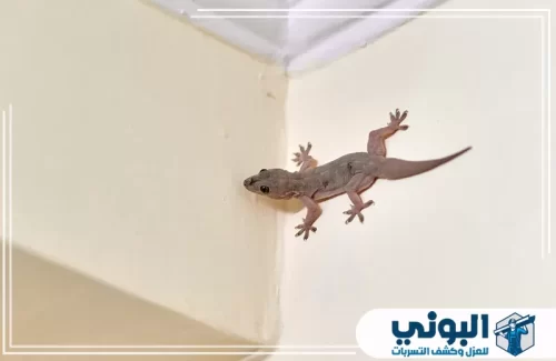 القضاء على بيض الوزغ بالرياض 0500805875 شركة البوني شركة البوني تعتمد على فحص دقيق لتحديد أماكن انتشار الوزغ داخل الجدران والزوايا بالمنازل