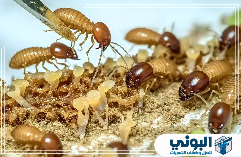 مستعمرة نمل أبيض على وسط ترابي ضمن معالجة التربة ضد النمل قبل البناء بالقصيم