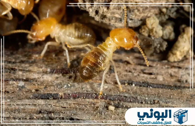 نمل أبيض يتحرك فوق قطعة خشب متضررة