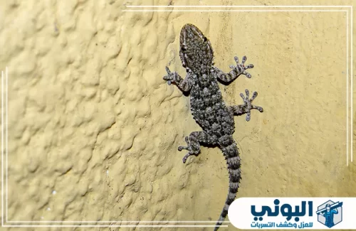 المبيدات المستخدمة للقضاء على الوزغ بالرياض 0500805875 شركة البوني خدمات شركة البوني في مكافحة الوزغ بالرياض تشمل معالجة المطابخ والمداخل والأسطح بشكل منظم