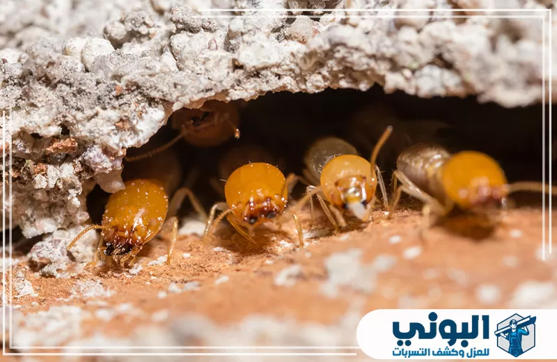 نمل أبيض يخرج من تجويف داخل مادة بناء في مثال على المسارات الخفية للإصابة