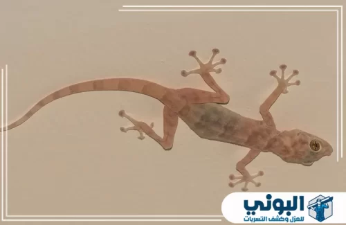 أسعار شركة مكافحة الوزغ بالرياض 0500805875 شركة البوني شركة البوني توفر حلول فعالة للتخلص من الوزغ داخل الفلل مع متابعة لضمان عدم عودته