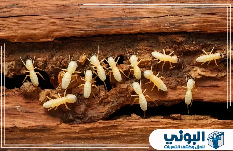 أخاديد عميقة في خشب متآكل ضمن أضرار النمل الأبيض على الخشب والأثاث بالقصيم