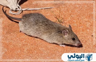 شركه مكافحة الفئران بالرياض
