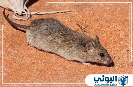 شركة مكافحة الفئران بالرياض