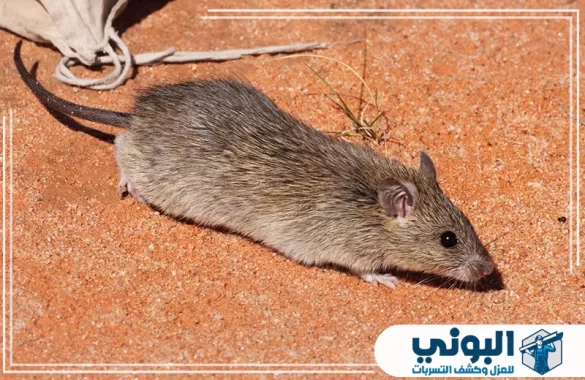 شركة مكافحة الفئران بالرياض​