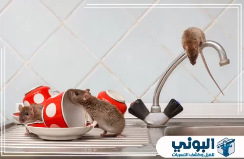 شركة مكافحة الفئران بالرياض 0500805875 شركة البوني مكافحة الفئران بالرياض تبدأ بفحص المطابخ ومصادر الماء لتحديد سبب تكرار النشاط.