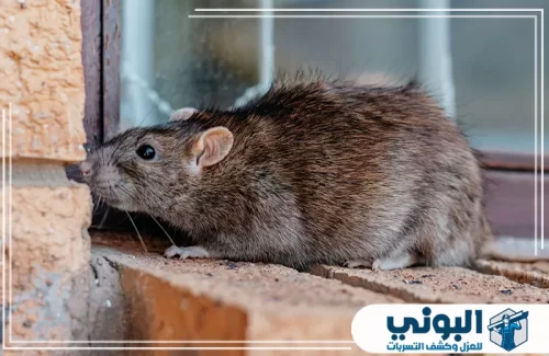 شركة مكافحة الفئران بالرياض 0500805875 شركة البوني شركة مكافحة الفئران بالرياض تبدأ بفحص فتحات الدخول ومسارات الجرذ قرب الجدران بدقة.
