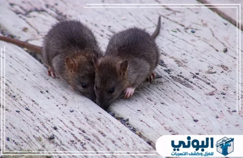 شركة مكافحة الفئران بالرياض 0500805875 شركة البوني شركة مكافحة الفئران بالرياض ترصد بداية تكاثر القوارض قبل اتساع نطاق الإصابة.