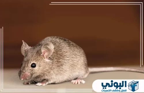 شركة مكافحة الفئران بالرياض 0500805875 شركة البوني شركة مكافحة الفئران بالرياض تبدأ بتحديد نوع القارض قبل اختيار طريقة المعالجة.