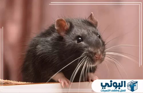 شركة مكافحة الفئران بالرياض 0500805875 شركة البوني شركة مكافحة الفئران بالرياض تبدأ بتحديد نوع القارض قبل التنفيذ.