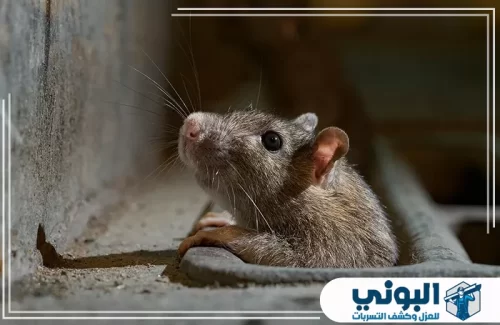 شركة مكافحة الفئران بالرياض 0500805875 شركة البوني شركة مكافحة الفئران بالرياض تكشف حركة الجرذ داخل الفتحات الضيقة والمسارات المخفية.