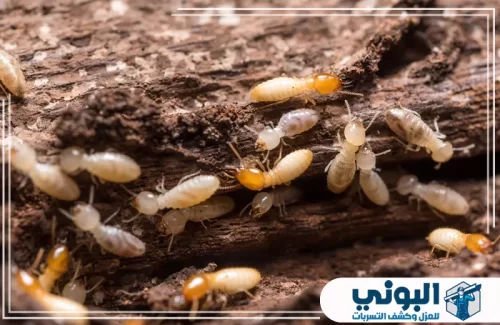 شركة مكافحة النمل الابيض بالرياض 0500805875 شركة البوني تجمع واضح للنمل الأبيض داخل الخشب يكشف بؤرة إصابة نشطة.