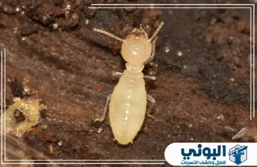شركة مكافحة النمل الابيض بالرياض 0500805875 شركة البوني لقطة واضحة لحشرة الأرضة أثناء فحص موضع إصابة داخل قطعة خشبية.