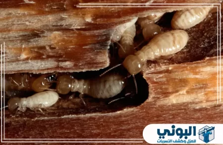 شركة مكافحة النمل الابيض بالرياض