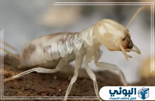 شركة مكافحة النمل الابيض بالرياض 0500805875 شركة البوني لقطة قريبة لحشرة الأرضة توضح شكلها أثناء الفحص الميداني.