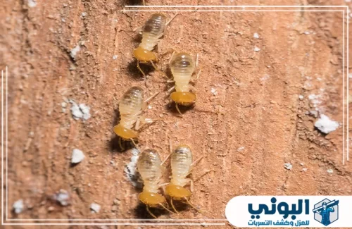 شركة مكافحة النمل الابيض بالرياض 0500805875 شركة البوني نشاط أرضة ظاهر على سطح التربة قرب المبنى يكشف مسار دخول محتمل.