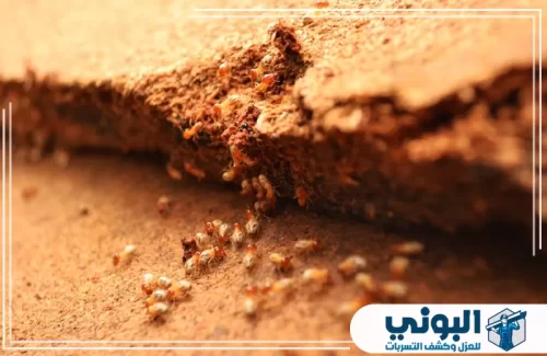 شركة مكافحة النمل الابيض بالرياض 0500805875 شركة البوني رصد مسار نمل أبيض نشط أسفل الخشب يوضح بداية الإصابة بدقة.